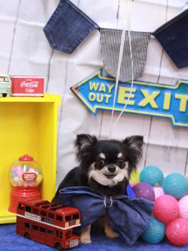 202304078プリンちゃん